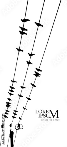 Birds on wires. Vector illustration