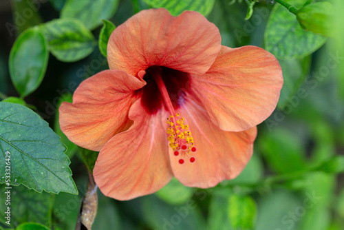 Orange, hibiscus flower (Hibiscus rosa-sinensis). Chinese rose or pink mallow. Close-up. Soft focus. Shallow depth of field.