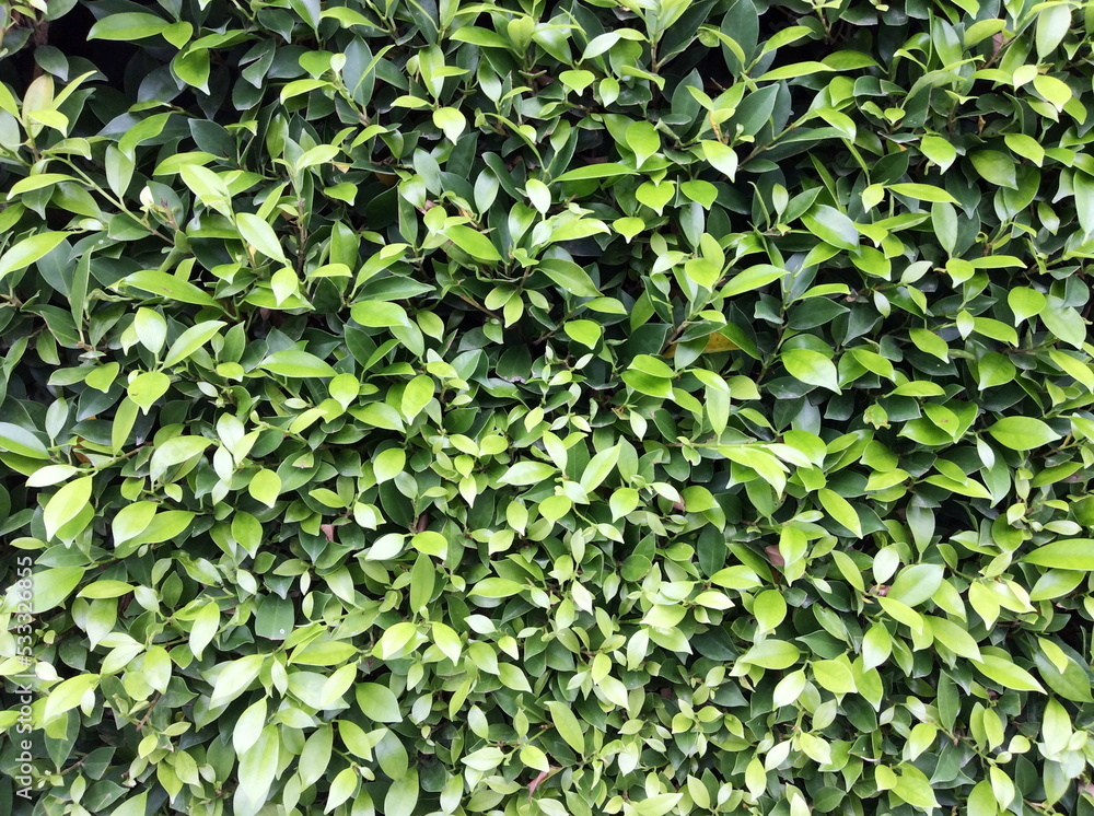 green leaf background green leaf background