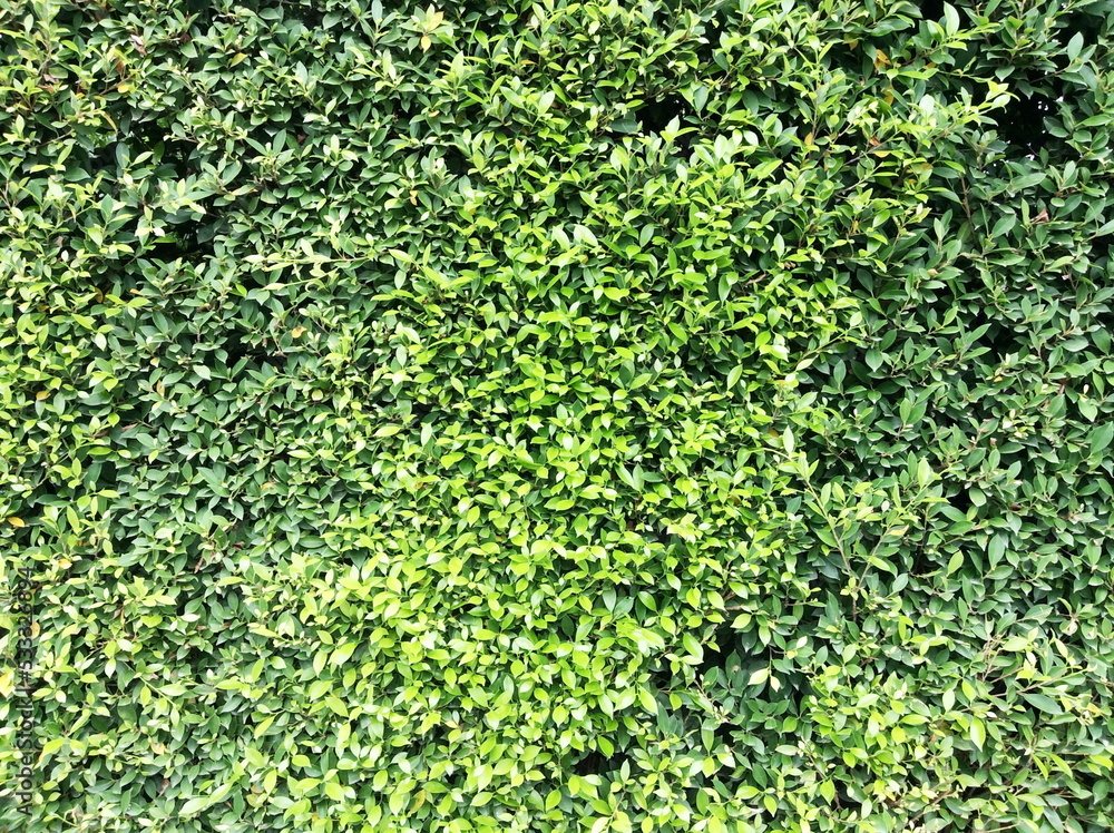 green leaf background green leaf background