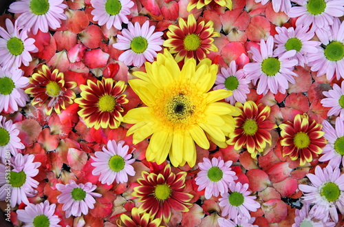 Flower petals floating in the bowl  for Songkran festival in Thailand