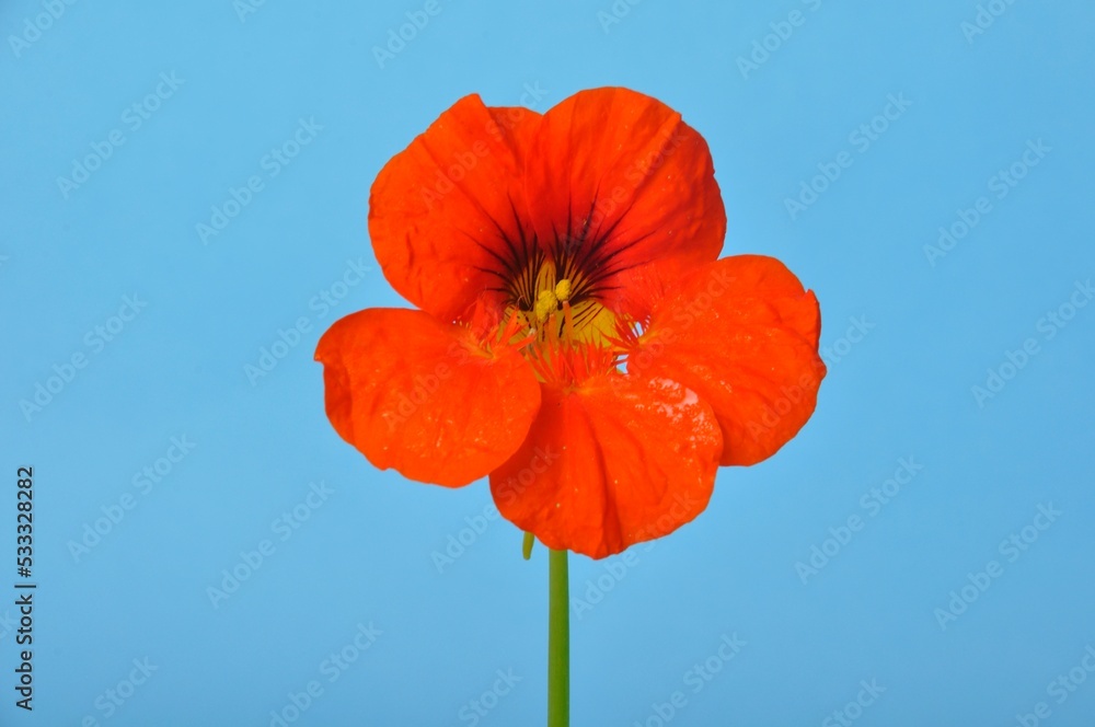 Fototapeta premium nasturtiums on a blue background