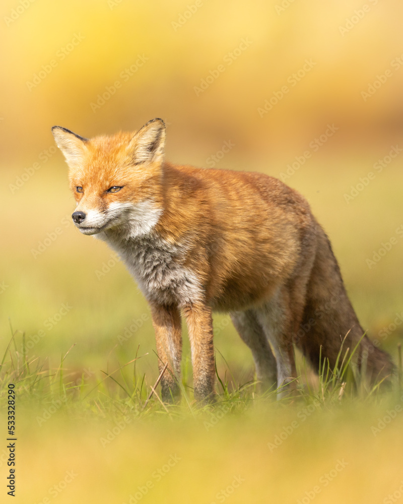 Fox (Vulpes vulpes) in autumn scenery, Poland Europe, animal walking among winter meadow in orange background snow Fox (Vulpes vulpes) in autumn scenery, Poland Europe, animal walking among winter meadow in orange background snow