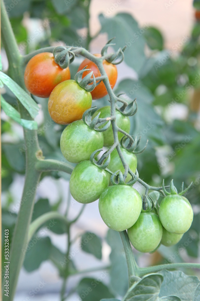 Orange and green tomatoes on the tree