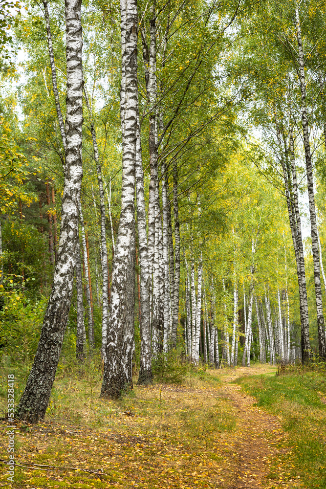 Fototapeta premium Misty autumn forest. Early autumn in misty forest. Morning fog in autumn forest Poland Europ