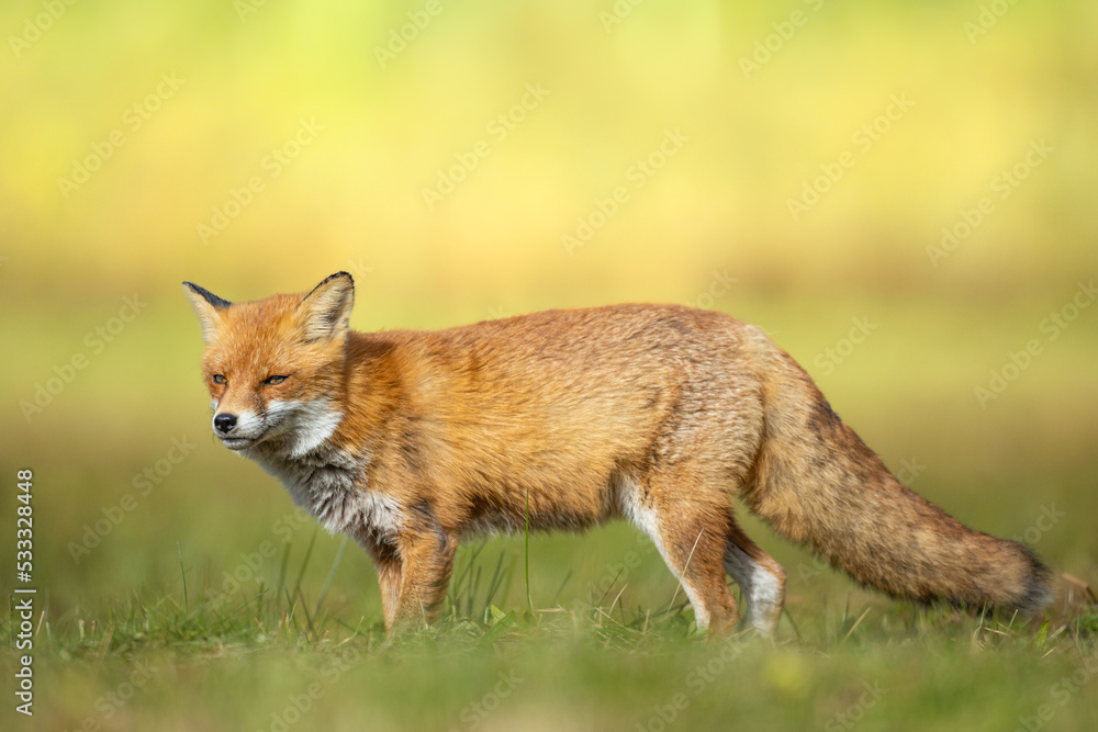 Fox Vulpes vulpes in autumn scenery, Poland Europe, animal walking among winter meadow in green background