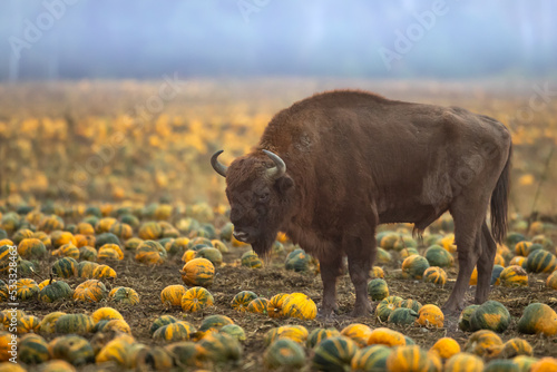 Herd of bisons from the Knyszyn Forest in a field with pumpkins, September Mammals - European bison Bison bonasus in autumn time, Knyszynska Forest, North-Eastern part of Poland photo