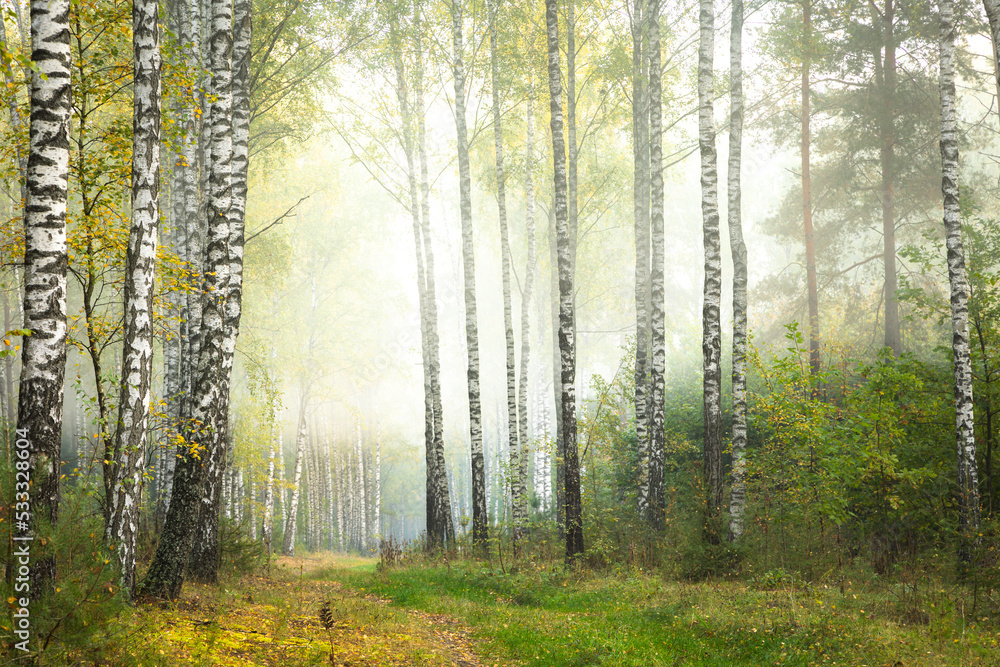 Obraz premium Misty autumn forest. Early autumn in misty forest. Morning fog in autumn forest Poland Europ