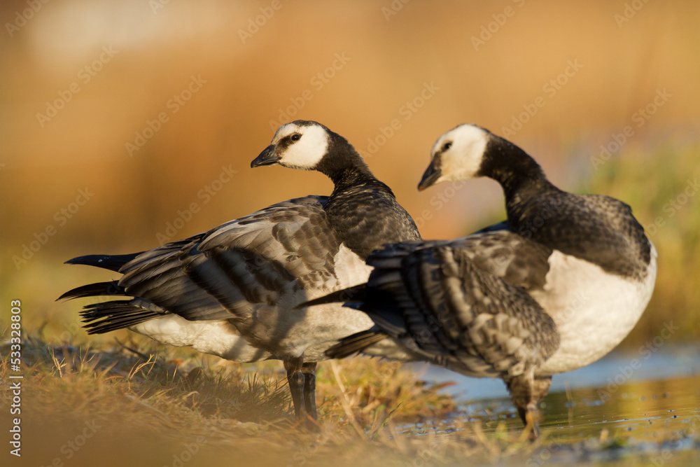 Bird goose - Barnacle geese Branta leucopsis migratory bird resting in Poland Europe, autumn Bird goose - Barnacle geese Branta leucopsis migratory bird resting in Poland Europe, autumn