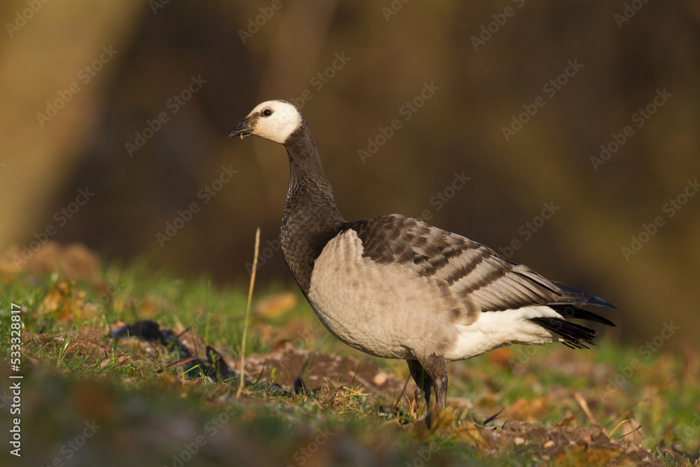 Bird goose - Barnacle geese Branta leucopsis migratory bird resting in Poland Europe, autumn Bird goose - Barnacle geese Branta leucopsis migratory bird resting in Poland Europe, autumn
