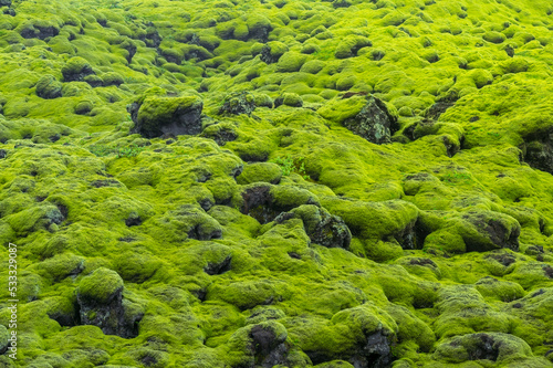 Lava field covered with green moss