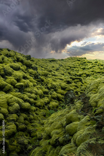 Lava field covered with green moss