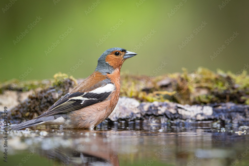 Bird chaffinch Fringilla coelebs perching on forest puddle, spring time Bird chaffinch Fringilla coelebs perching on forest puddle, spring time