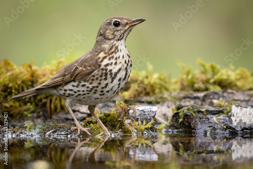 Song Trush Turdus philomelos on the forest puddle amazing warm light sunset sundown