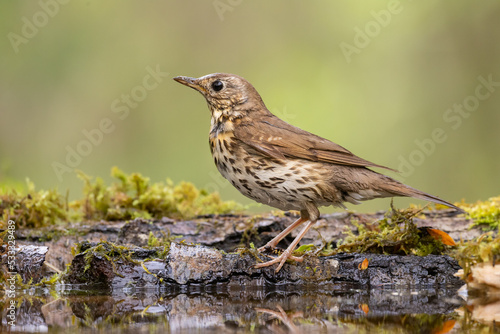 Song Trush Turdus philomelos on the forest puddle amazing warm light sunset sundown