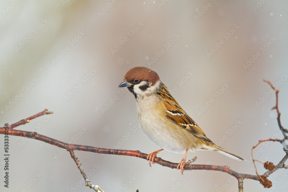 tree sparrow Passer montanus sitting on a branch brown background winter time winter frosty day tree sparrow Passer montanus sitting on a branch brown background winter time winter frosty day