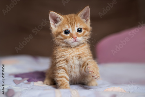 Little ginger british shorthair kitten playing at home © staras