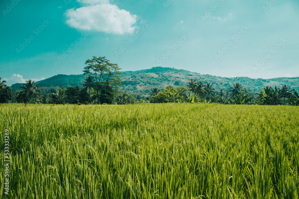 green field and blue sky