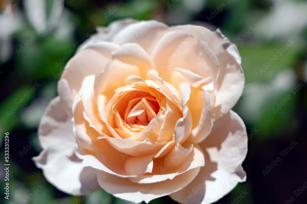 Delicate fragrant beautiful tea cream rose flower bloom closeup among emerald leaves in the garden in the summer. Delicate fragrant beautiful tea cream rose flower bloom closeup among emerald leaves in the garden in the summer.