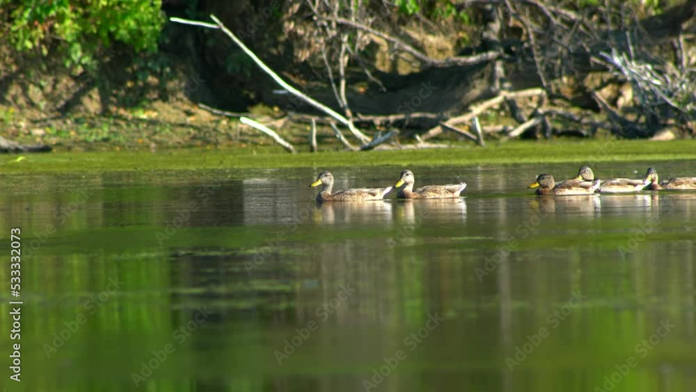 Row of ducks swimming into pond with duckweed, panning Row of ducks swimming into pond with duckweed, panning