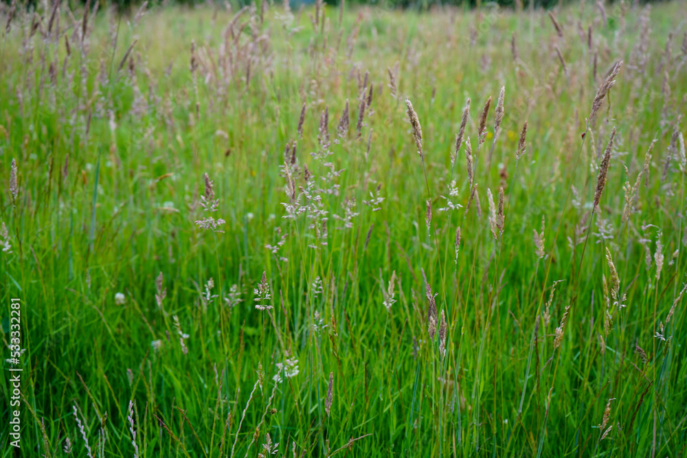 Tall grass growing in a field Tall grass growing in a field