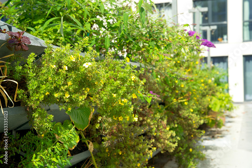 Green vertical green facade garden in full bloom for climate adaptation
