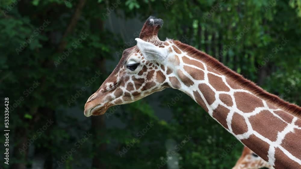 Giraffe, Giraffa camelopardalis is an African even-toed ungulate mammal, the tallest living terrestrial animal and the largest ruminant. Giraffe, Giraffa camelopardalis is an African even-toed ungulate mammal, the tallest living terrestrial animal and the largest ruminant.