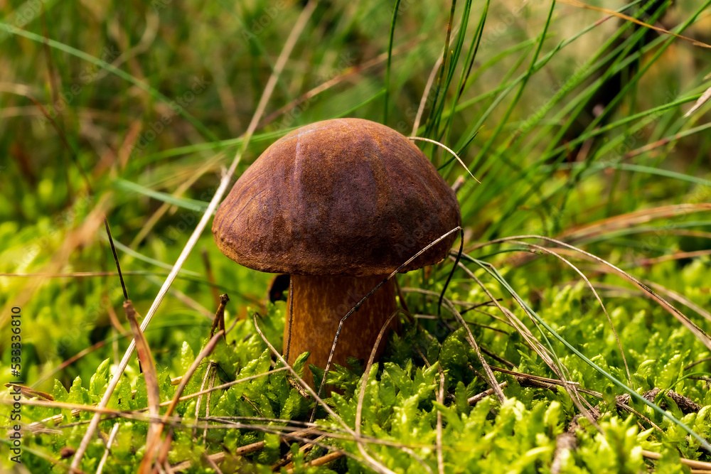 The bolete mushroom (Ixocomus badius) grows from moss. Edible mushroom The bolete mushroom (Ixocomus badius) grows from moss. Edible mushroom