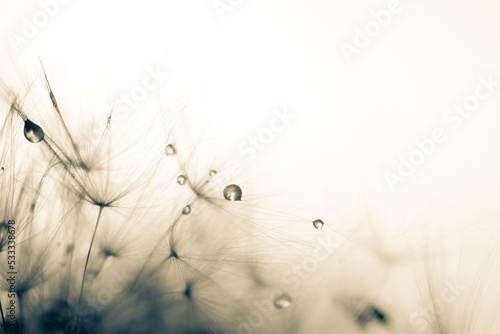 A dandelion with water droplets