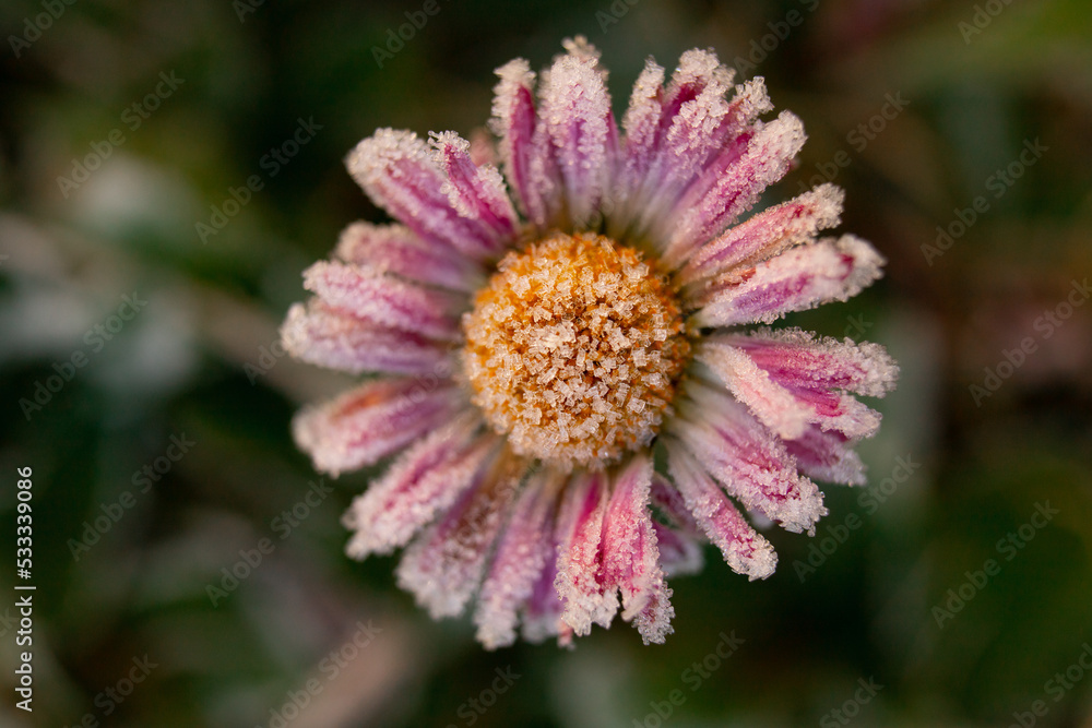 daisy beautiful frozen flower with pink petals, covered with hoarfrost. first autumn frosts, signs of weather, early winter. October-November morning. natural floral macro wallpaper, selective focus daisy beautiful frozen flower with pink petals, covered with hoarfrost. first autumn frosts, signs of weather, early winter. October-November morning. natural floral macro wallpaper, selective focus