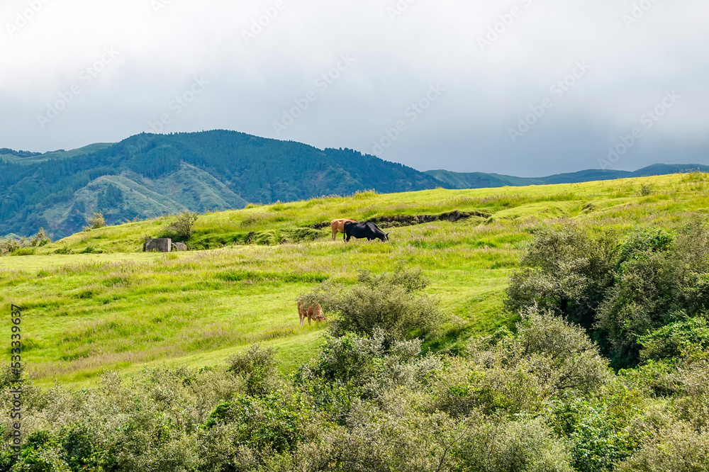 阿蘇山の草原に放牧された牛（熊本県）