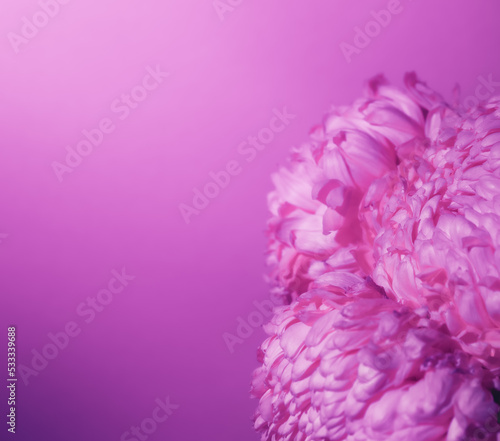 Purple flower bud petal close-up. Gentle background. Banner. Square postcard with lush chrysanthemum, peony, rose or carnation. Holiday mockup design of gift certificate. Mother day card template