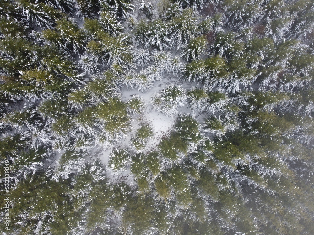 Mañana invernal cubierto de una capa de nieve Mañana invernal cubierto de una capa de nieve