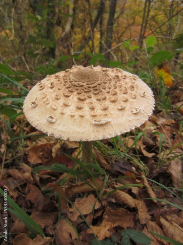 Macrolepiota procera, the parasol mushroom photo