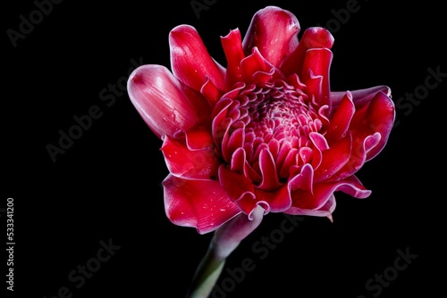 Torch ginger flower