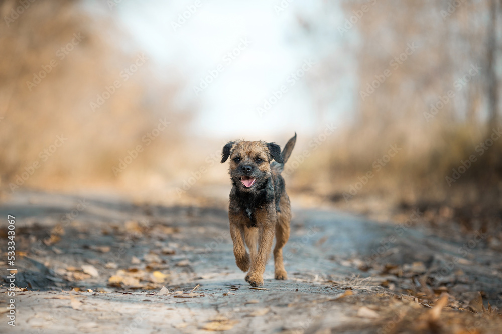 portrait dog Border Terrier girl autumn portrait dog Border Terrier girl autumn