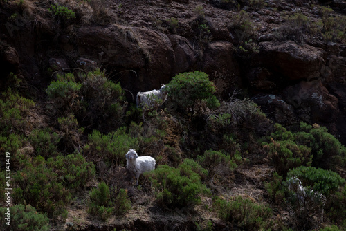 mountain goats with long hair on mountain top grazing out of focus and with grain