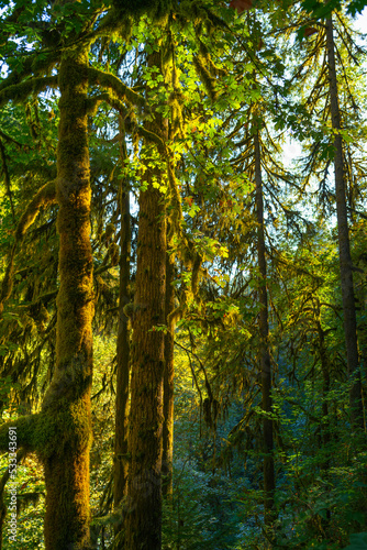Rainforest trees covered with moss at sunrise in Silver Falls State Park  Oregon