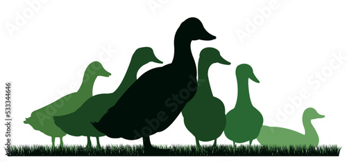 Ducks graze in pasture. Picture silhouette. Farm pets. Domestic poultry. Isolated on white background. Vector
