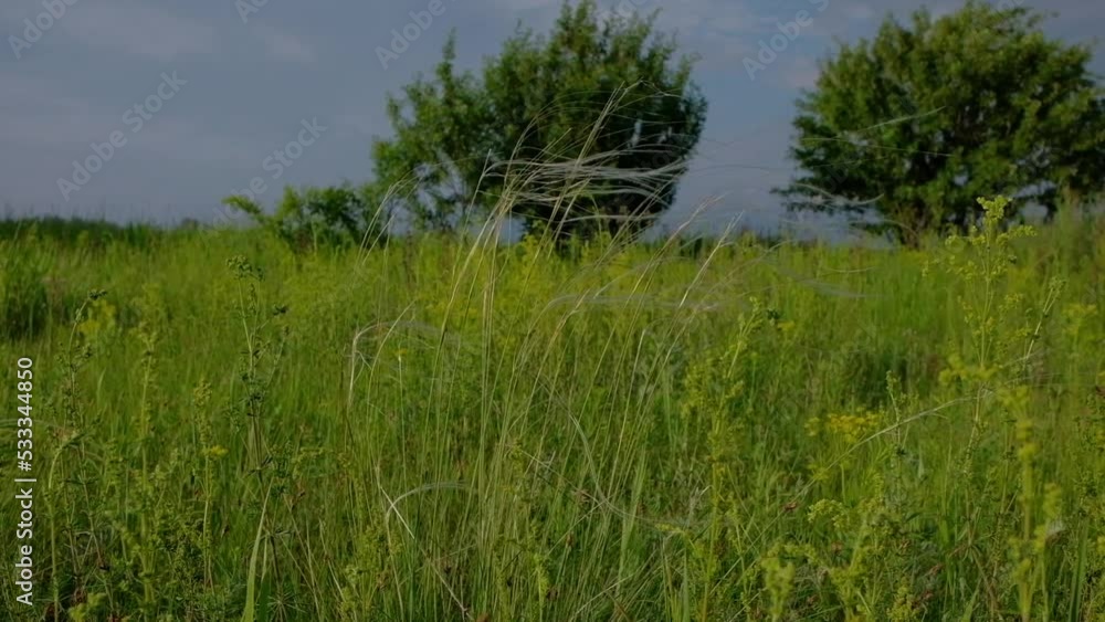 Close up - Beautiful plant in the field and trees on background. Close up - Beautiful plant in the field and trees on background.