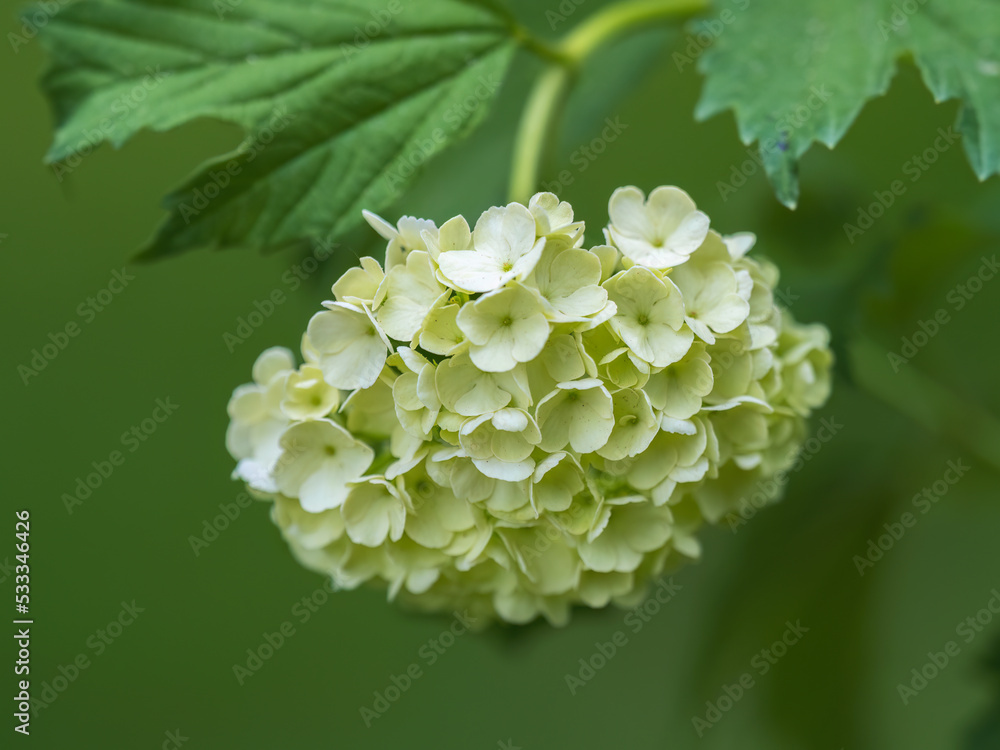 Lush white flowers of viburnum roseum with blurred background.. Lush white flowers of viburnum roseum with blurred background..