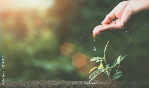 Hands watering the trees, environmental conservation concept, protecting and preserving resources, planting trees to reduce global warming, using renewable energy, preserving natural forests.