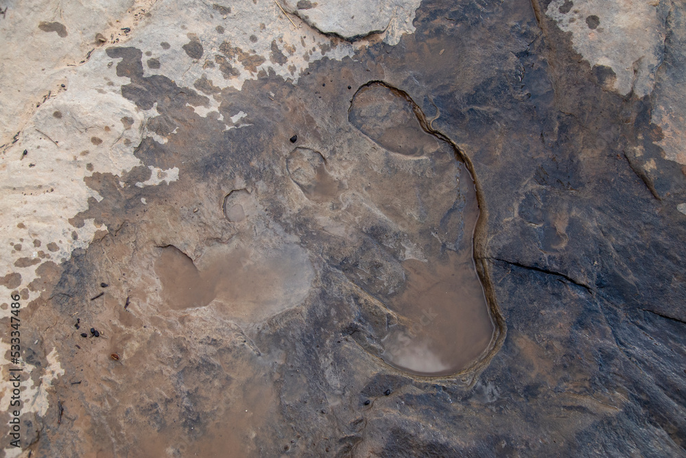 Obraz premium fossilized stone with prehistoric dinosaur foot prints in Lesotho Africa mud surface out of focus with grain