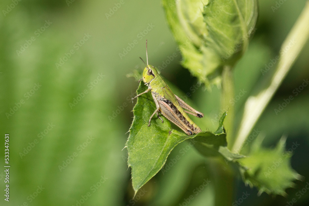Heuschrecke Heuschrecke