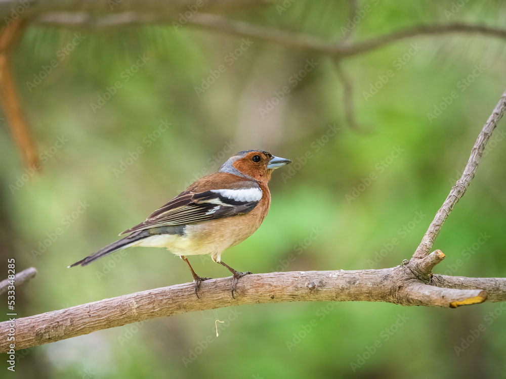 Common chaffinch, Fringilla coelebs, sits on a branch in spring on green background. Common chaffinch in wildlife. Common chaffinch, Fringilla coelebs, sits on a branch in spring on green background. Common chaffinch in wildlife.