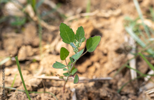 Closeup of White Goosefoot or Bhatua Plant in a Field with Selective Focus, Also Known as Wild Spinach or Fat Hen