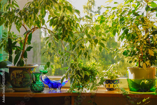 Ficus benjamina, commonly known as weeping fig, benjamin fig or ficus tree in a pot. The flower stands on the windowsill in a flowerpot. View through the window in the background.