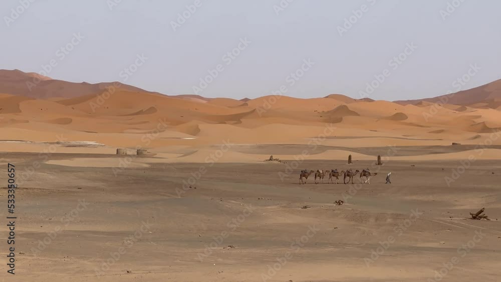 Camel caravan in the desert at sunrise - Sahara, Morrocco Camel caravan in the desert at sunrise - Sahara, Morrocco