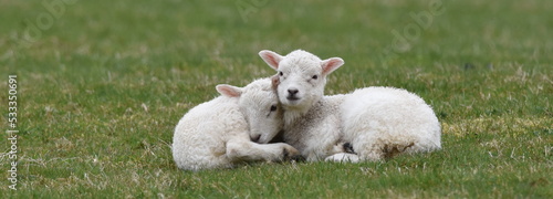 Cute lambs in spring, Wales