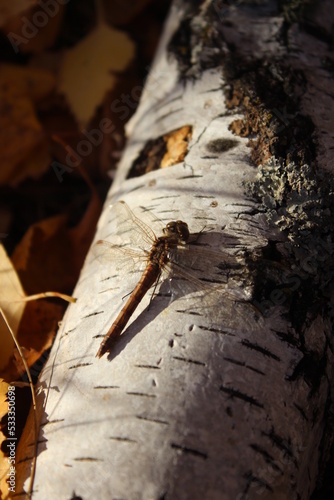 You know the dragonfly, don't you?